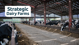 North Yorkshire: Reducing clinical mastitis - lessons from Willow Tree Farm